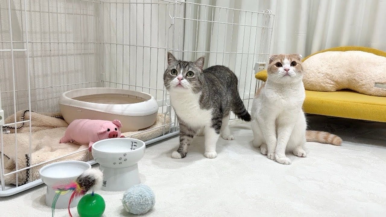 『もちまる日記』ボス猫に虐められ全身怪我だらけの野良猫を保護