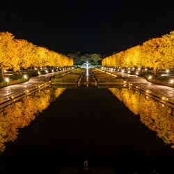 国営昭和記念公園/提供画像