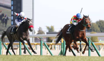 【フリージア賞】ファムクラジューズ 差し切って連勝 小柄な牝馬ながらも牡馬相手に奮起 キング「タフな馬です」