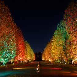 NAKED紅葉の新宿御苑2023/提供画像