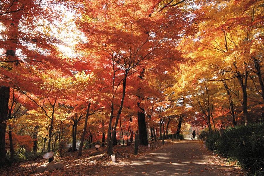 国営武蔵丘陵森林公園