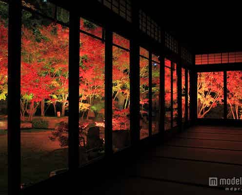 幻想的な光が紅葉&寺社をライトアップ