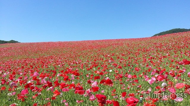 秩父高原牧場／photo by akabane_hiro2