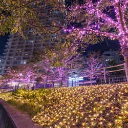 「目黒川みんなのイルミネーション2019」過去開催の様子/画像提供:目黒川みんなのイルミネーション実行委員会