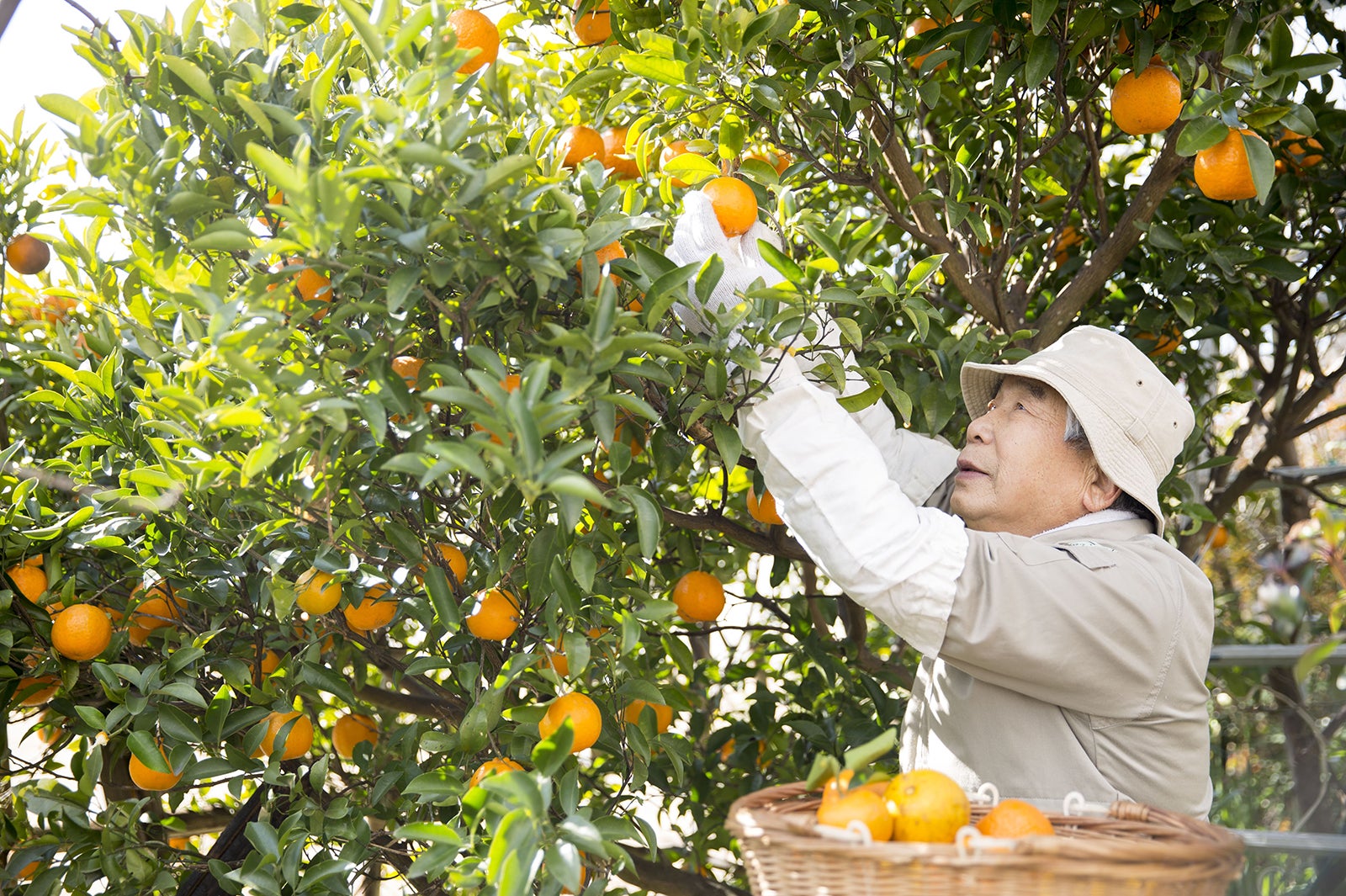 厳選された極上の果実／画像提供：大器