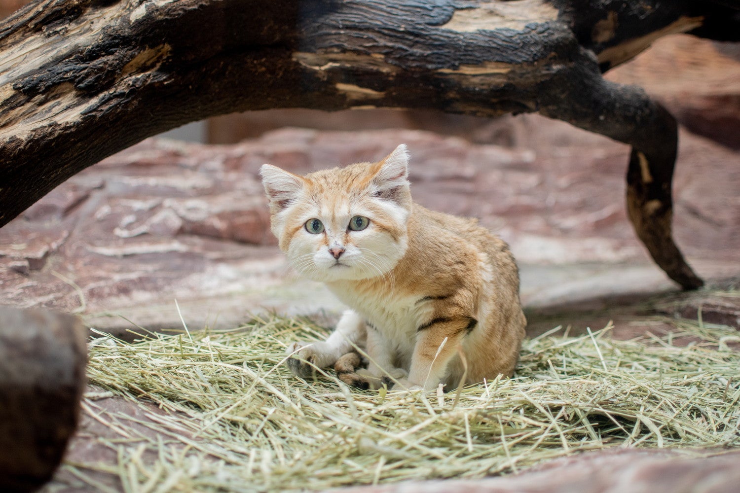 那須どうぶつ王国／提供画像