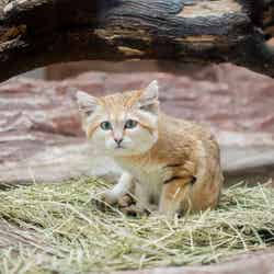 那須どうぶつ王国/提供画像