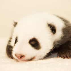 映画「51(ウーイー)世界で一番小さく生まれたパンダ」(C)2012「51 世界で一番小さく生まれたパンダ」製作委員会