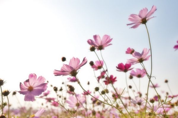 秋の花に込められた花言葉のまとめ 感謝や素敵な意味を持つ植物って モデルプレス 秋の花に込められた花言葉のまとめ 感謝や素敵な意味を持つ植物って モデルプレス