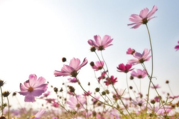 秋の花に込められた花言葉のまとめ 感謝や素敵な意味を持つ植物って モデルプレス