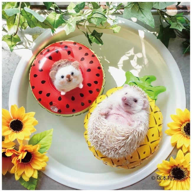 画像提供：ハリジェニック展