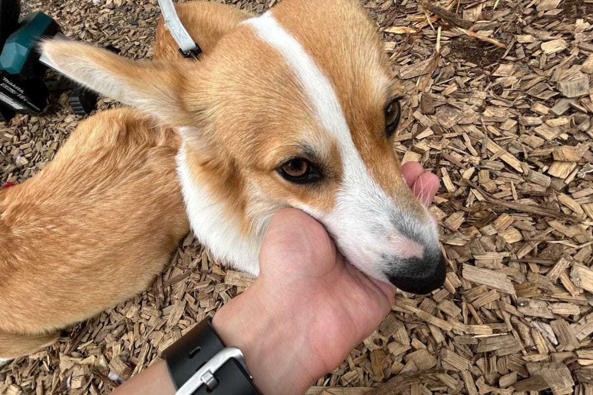 コーギーのつみれちゃん