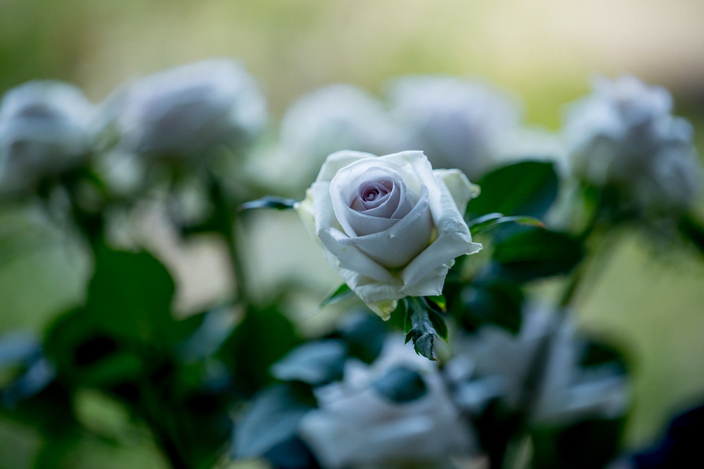 ニコライ バーグマン 箱根 ガーデンズ／提供画像