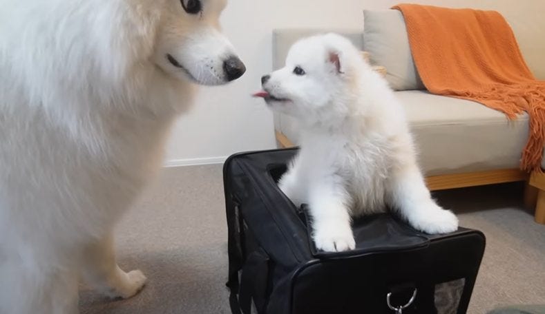 先住犬りんたろうが、生後2ヶ月の赤ちゃんサモエドとの初対面で見せた優しさ