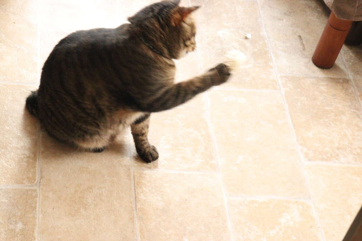 茶トラ猫が座った姿勢で、猫用おもちゃに前足を伸ばして触れている 茶トラ猫が座った姿勢で、猫用おもちゃに前足を伸ばして触れている