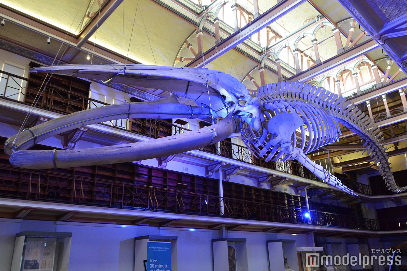 パース（C）モデルプレス