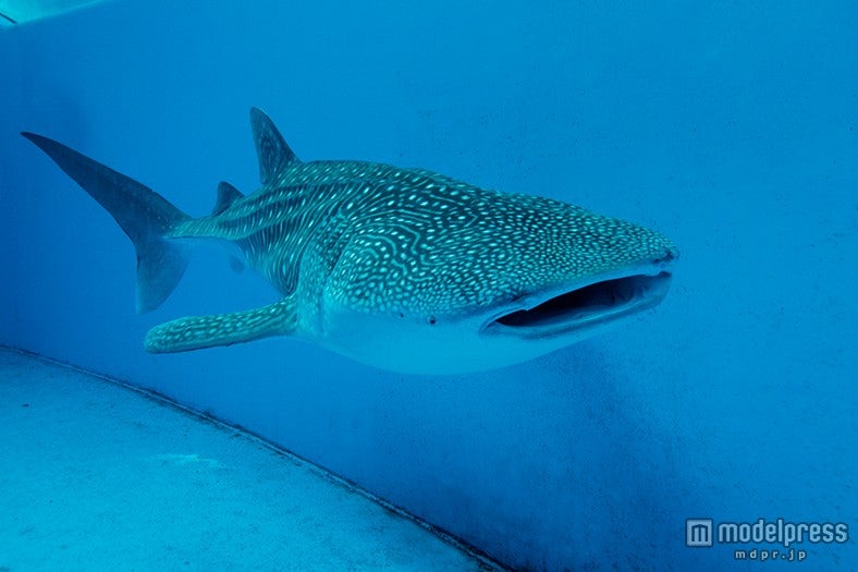 「未知なる海底谷 深海リウム」／画像提供：横浜八景島