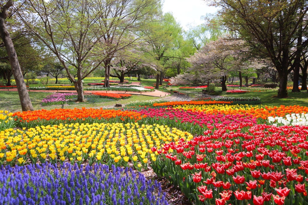 国営昭和記念公園（提供画像）