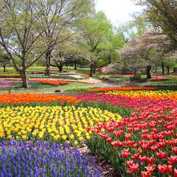 国営昭和記念公園(提供画像)