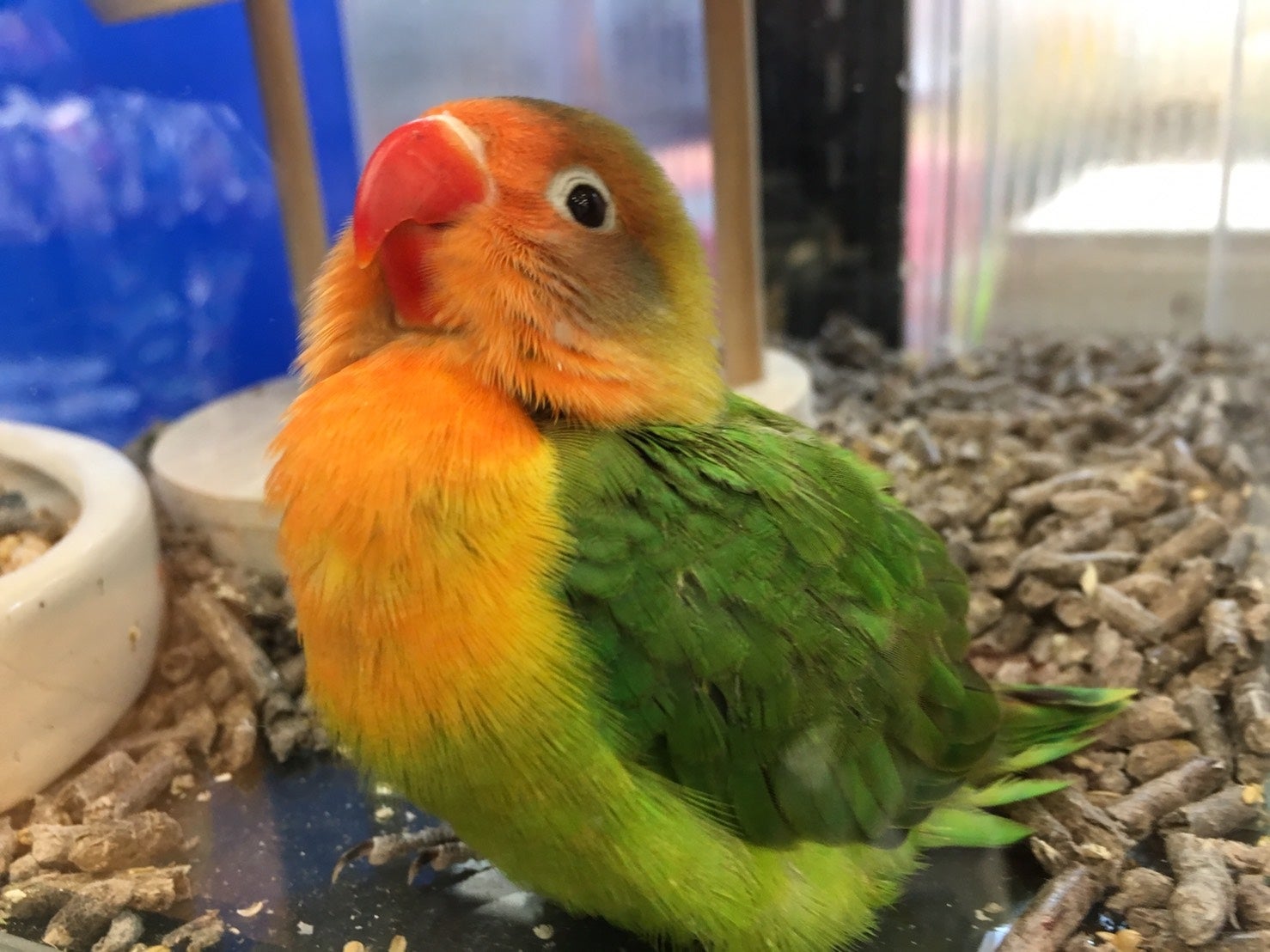 池田エライザの愛鳥“ぴじょん”（画像提供：所属事務所）