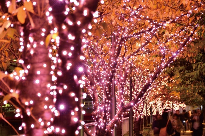 目黒川 冬の桜 イルミが史上最大規模に 桜色の光42万球輝く 女子旅プレス
