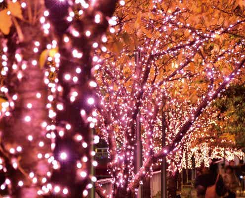 目黒川“冬の桜”イルミが史上最大規模に 桜色の光42万球輝く