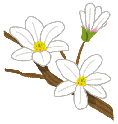 コブシの花