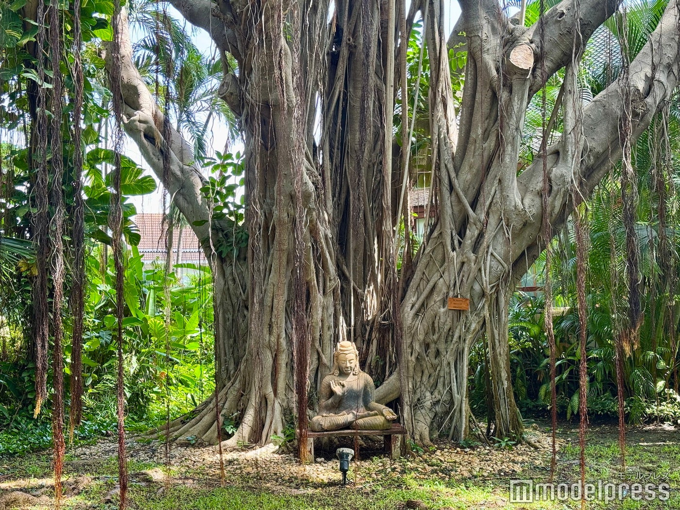 チバソム（C）モデルプレス