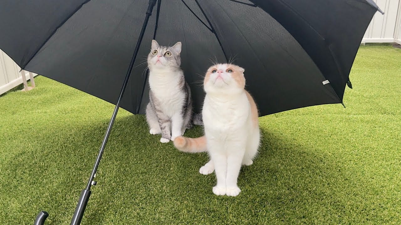 お散歩中に雨が…傘をさしてもらった猫たちの反応が可愛すぎる!
