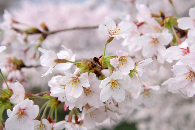 「この春一番イイ女」恋愛運ランキング発表＜2013年4月＞