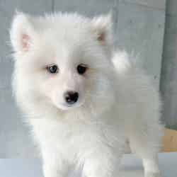 2号店の赤ちゃん/提供素材