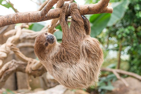 難しすぎて読めない 動物の漢字名 ランキング モデルプレス