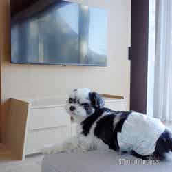 RETONA HAKONE(C)モデルプレス