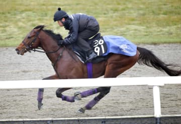 【共同通信杯】ラヴェニュー悠然 圧倒的なスケール感 友道師も太鼓判「厩舎の3歳世代の中では一番」