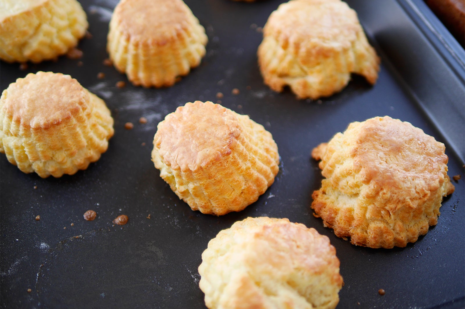 ビスケット／画像提供：TRANSIT GENERAL OFFICE