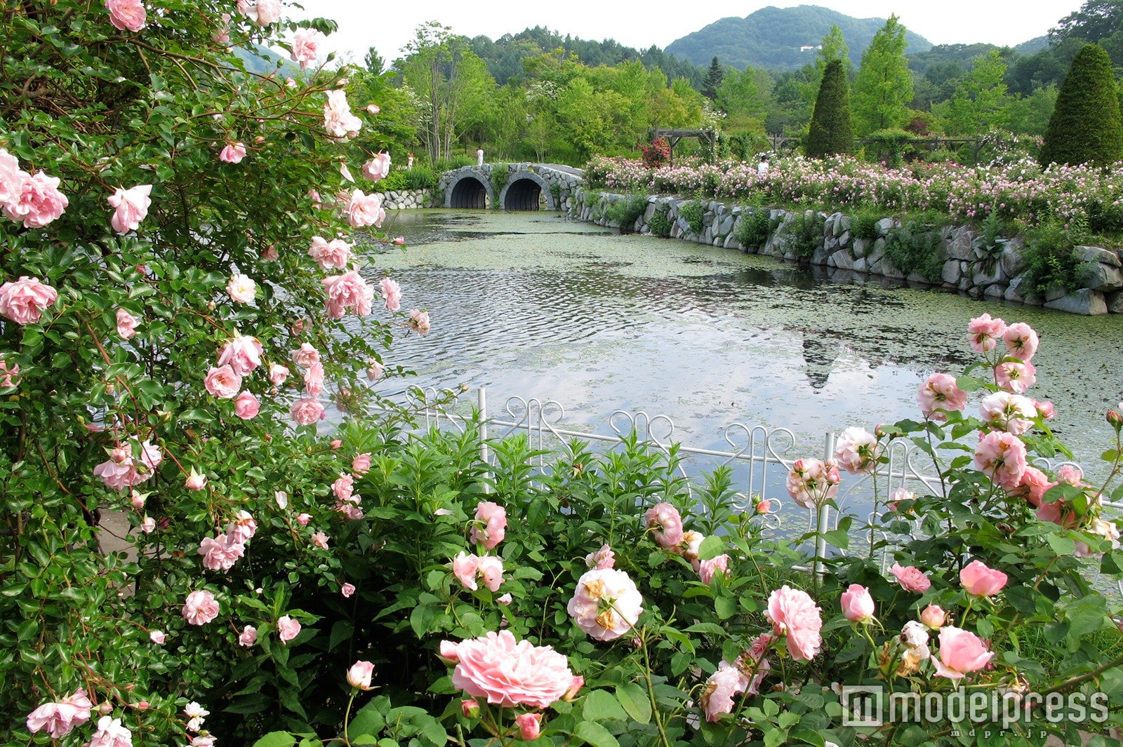 湖に浮かぶローズガーデン／画像提供：レイクニュータウン