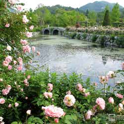 湖に浮かぶローズガーデン/画像提供:レイクニュータウン