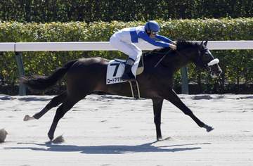 今週デビュー予定のダノンカンタービレは25日の京都5Rに初陣変更 新馬戦VのロードアマデウスはカトレアSを視野に