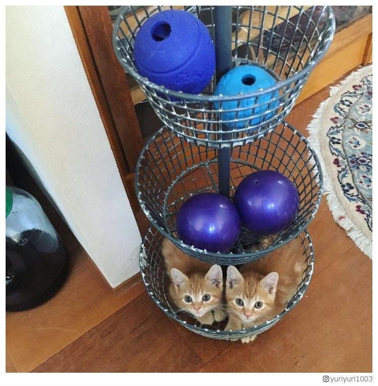 石田ゆり子家に新たな子猫“はちみつ兄弟”が加入 “最強癒やしインスタ”がさらにパワーアップと話題