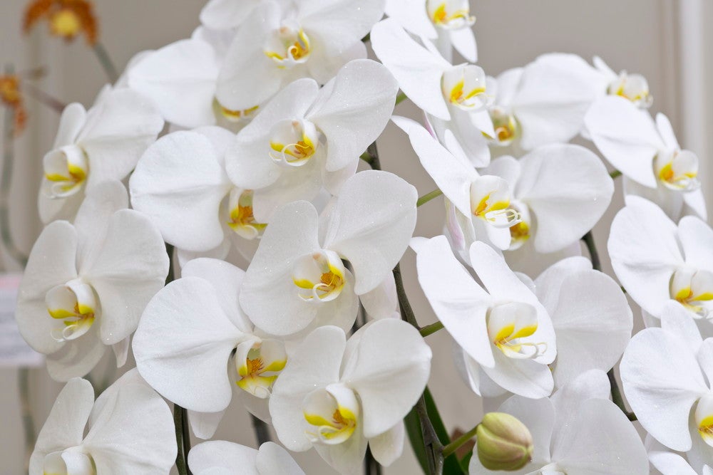 光の街のクリスマス／画像提供：ハウステンボス