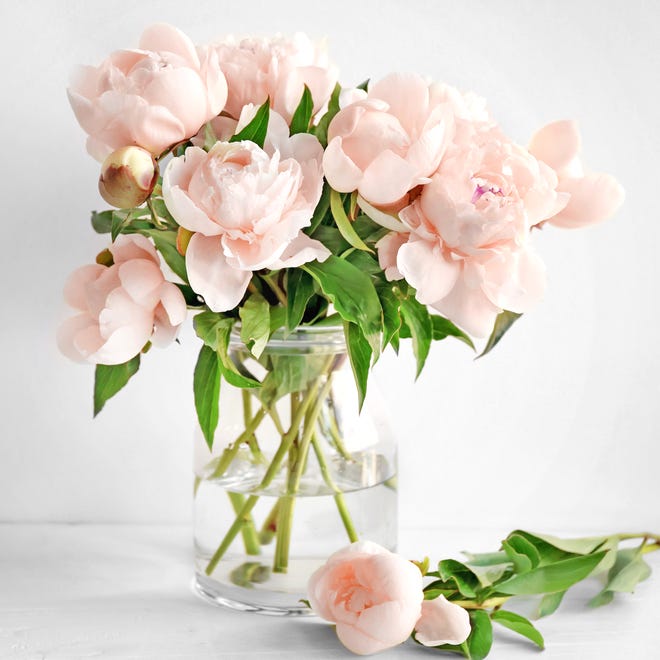 幸せな気持ちになれる素敵な花言葉を集めました 大切な人への贈り物選びにも モデルプレス 幸せな気持ちになれる素敵な花言葉を集めました 大切な人への贈り物選びにも モデルプレス