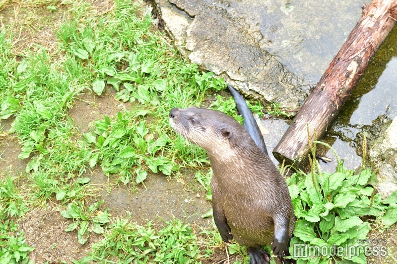 日本では2か所でしか見られない貴重なカナダカワウソ