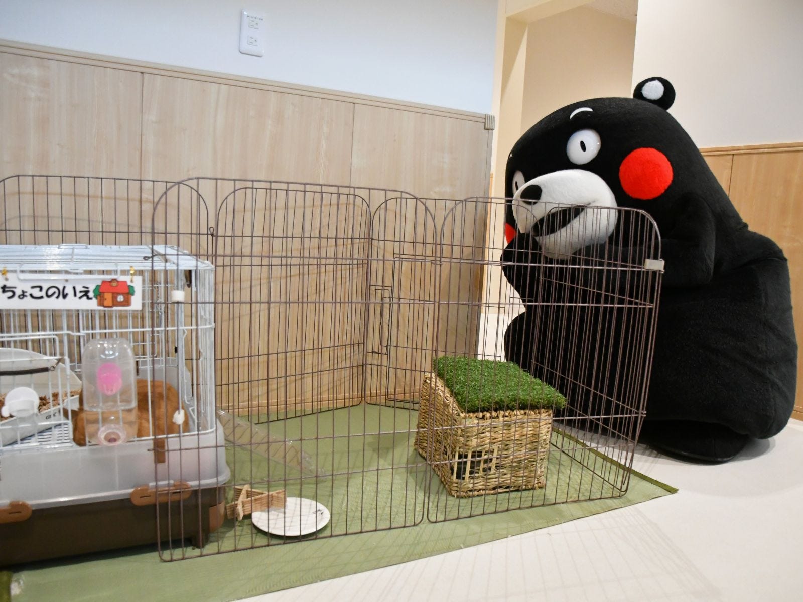 ちょこちゃんはおひるね中かモン?=6月12日、東京都文京区