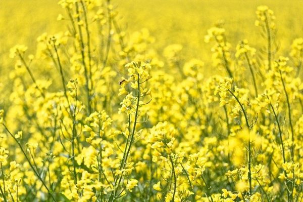 縁起のいいお花を集めました 和 洋まで飾るだけで幸せになれそうな花々をご紹介 モデルプレス