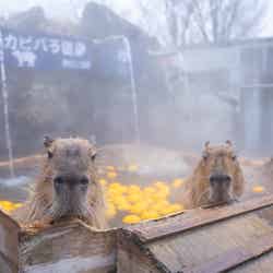 那須どうぶつ王国/提供画像