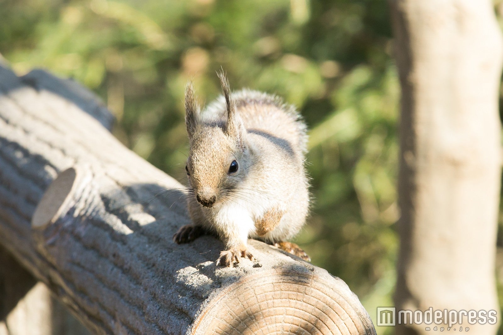 井の頭自然文化園（C）モデルプレス