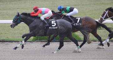 【ポラリスS】キタノズエッジ 末脚さく裂！オープン2勝目 畑端師も満足げ「間を割った時はいい脚で切れる。雨も克服してくれた」