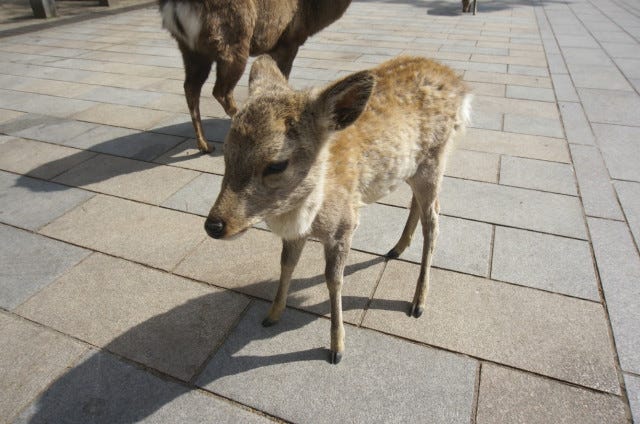 ゆったり奈良にぶらり旅。マストで行くべきな「春日野園地」とは