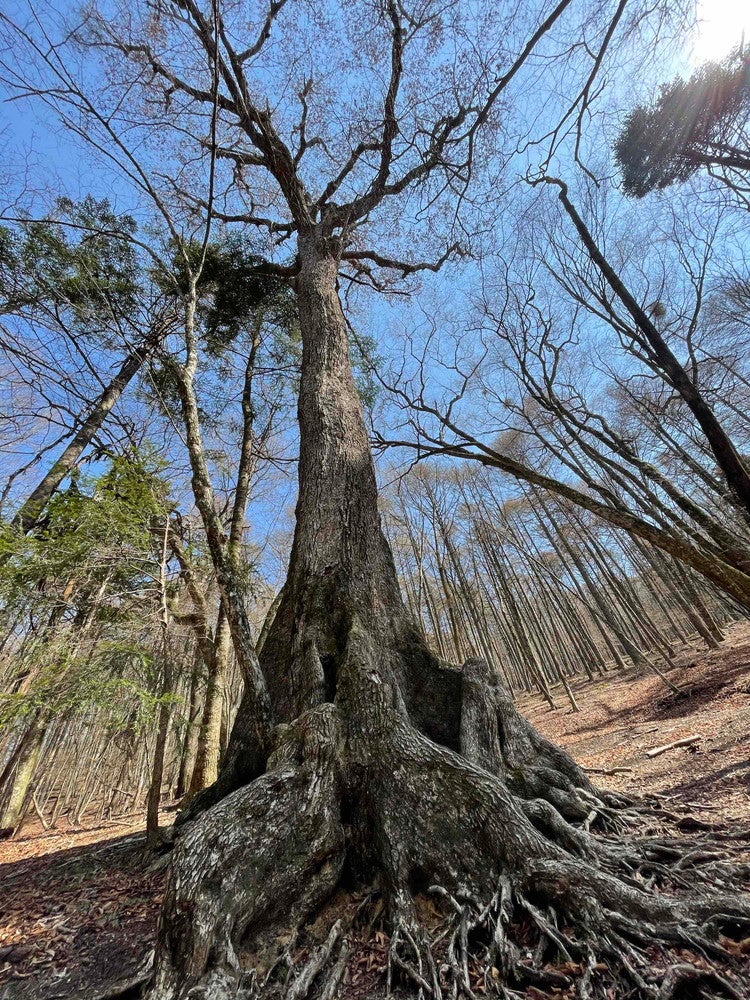 樹齢400年の樹海の木／画像提供：TOCORO．