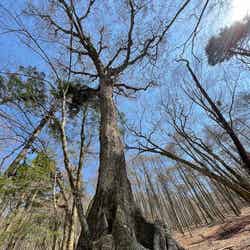 樹齢400年の樹海の木/画像提供:TOCORO.